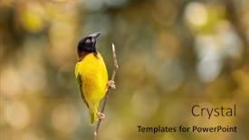  Presentation with bird - Slide set consisting of male-black-headed-weaver-bird background and a gold colored foreground