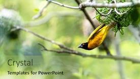  Presentation with bird - Cool new presentation theme with male-black-headed-weaver-bird backdrop and a mint green colored foreground