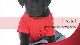  Presentation with currant black white and red - Slide deck with male black labrador retriever puppy background and a red colored foreground
