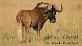 Presentation with south africa - Audience pleasing slide set consisting of male black wildebeest connochaetes gnou endemic to south africa backdrop and a yellow colored foreground