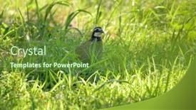  Presentation with quail - Presentation theme having male-bobwhite-quail-sitting background and a tawny brown colored foreground