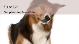  Presentation with border - Cool new PPT theme with male border collie 3 years backdrop and a soft green colored foreground