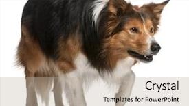  Presentation with border collie 4 years - Colorful theme enhanced with male border collie 3 years backdrop and a mint green colored foreground