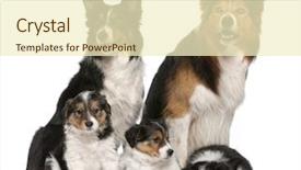  Presentation with border - PPT layouts with male border collie 7 years background and a cream colored foreground