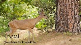  Presentation with buck - Theme enhanced with male buck californian black-tailed background and a  colored foreground