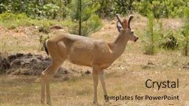  Presentation with buck - Audience pleasing presentation theme consisting of male buck californian black-tailed backdrop and a  colored foreground