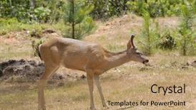  Presentation with buck - Audience pleasing slides consisting of male buck californian black-tailed backdrop and a coral colored foreground