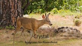  Presentation with buck - Cool new PPT theme with male buck californian black-tailed backdrop and a coral colored foreground