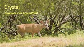  Presentation with buck - PPT layouts consisting of male buck californian black-tailed background and a  colored foreground