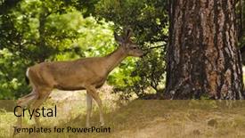  Presentation with buck - Audience pleasing theme consisting of male buck californian black-tailed deer in velvet feeding and walking through typical forested area backdrop and a gold colored foreground