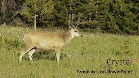 Presentation with mule - Theme featuring male-buck-mule-deer-odocoilus background and a gold colored foreground