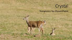  Presentation with whitetail deer - Slide deck with male buck whitetail deer odocoilus background and a coral colored foreground