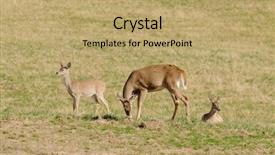  Presentation with whitetail deer - PPT layouts enhanced with male buck whitetail deer odocoilus background and a coral colored foreground
