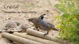  Presentation with quail - Presentation theme having male california quail background and a soft green colored foreground