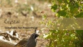  Presentation with quail - Audience pleasing PPT theme consisting of male california quail backdrop and a yellow colored foreground