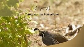  Presentation with quail - Slides consisting of male california quail background and a yellow colored foreground