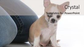  Presentation with pale male hawk - Colorful slide deck enhanced with male chihuahua puppy sitting beside backdrop and a soft green colored foreground