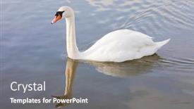 Presentation with swimming - PPT theme featuring male-cob-swan-cygnus-olor background and a gray colored foreground