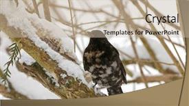  Presentation with albino eye - Theme with male common blackbird bird background and a soft green colored foreground