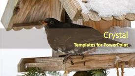  Presentation with albino eye - Presentation theme with male common blackbird bird background and a tawny brown colored foreground