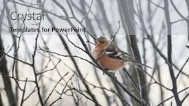  Presentation with common cold - Presentation theme enhanced with male-common-chaffinch-observes-surroundings background and a light gray colored foreground