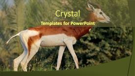  Presentation with africa - Presentation design featuring male-critically-endangered-dama-gazelle background and a tawny brown colored foreground