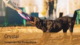  Presentation with dog training class - Presentation design consisting of male cynologist cop dog training background and a gold colored foreground