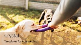  Presentation with police dog - Presentation theme consisting of male cynologist with cop dogs background and a yellow colored foreground