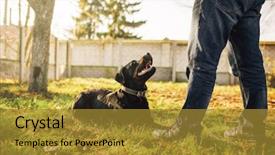  Presentation with police dog - Audience pleasing presentation design consisting of male cynologist with service dog backdrop and a gold colored foreground