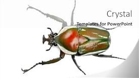  Presentation with beetles rhinoceros beetle rhino beetle - PPT theme with male-derby-s-flower-beetle background and a white colored foreground