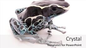 Presentation with amazon jungle - Amazing presentation theme having male deying poison dart frog backdrop and a light gray colored foreground