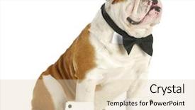  Presentation with english poet - Audience pleasing PPT layouts consisting of male dog - english bulldog dressed backdrop and a lemonade colored foreground