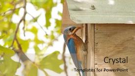  Presentation with eastern hemisphere - Audience pleasing PPT layouts consisting of male eastern bluebird at nest backdrop and a coral colored foreground