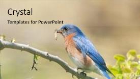  Presentation with eastern - Slide deck enhanced with male eastern bluebird carrying insects background and a soft green colored foreground