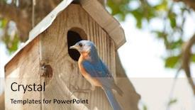  Presentation with eastern - Slide deck with male eastern bluebird background and a coral colored foreground