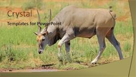  Presentation with south africa - PPT theme having male-eland-antelope-tragelaphus-oryx background and a coral colored foreground