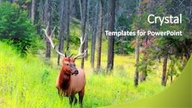  Presentation with antlers - Amazing PPT theme having male elk with large antlers backdrop and a ocean colored foreground