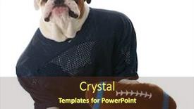  Presentation with english bulldog - Presentation consisting of male english bulldog dressed up as a football player with a stuffed ball isolated on white background background and a tawny brown colored foreground