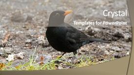  Presentation with ring food - Colorful PPT theme enhanced with male eurasian blackbird common blackbird backdrop and a gray colored foreground