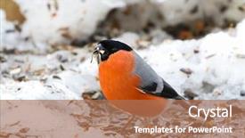  Presentation with black seed - Colorful presentation theme enhanced with male eurasian common bullfinch bird backdrop and a coral colored foreground