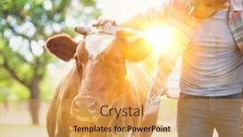  Presentation with organic farming corn seedling growing - Presentation design featuring male farmer checking on his herd and rubbing a healthy organic cow on a farm background and a yellow colored foreground