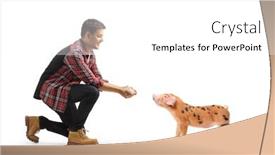  Presentation with pig farm - PPT theme with male-farmer-feeding background and a  colored foreground