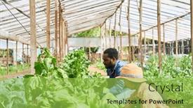  Presentation with crops - Presentation theme featuring male-farmer-harvesting-fresh-green background and a yellow colored foreground