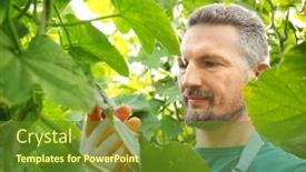  Presentation with greenhouse - Slides with male farmer working in greenhouse background and a tawny brown colored foreground