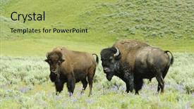  Presentation with bison - PPT theme with male female north american bison background and a mint green colored foreground