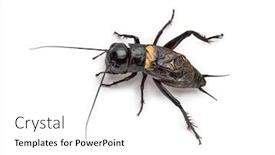  Presentation with cricket - Audience pleasing presentation theme consisting of male-field-cricket-isolated backdrop and a white colored foreground