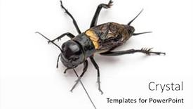  Presentation with cricket - Cool new PPT theme with male-field-cricket-isolated backdrop and a white colored foreground