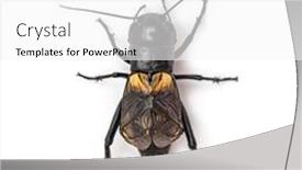  Presentation with cricket - Cool new PPT layouts with male-field-cricket-isolated backdrop and a white colored foreground