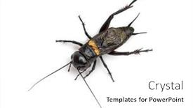  Presentation with cricket - Beautiful theme featuring male-field-cricket-isolated backdrop and a white colored foreground