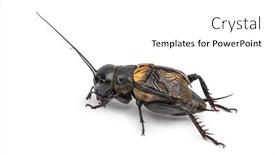  Presentation with cricket - Colorful slide deck enhanced with male-field-cricket-isolated backdrop and a white colored foreground